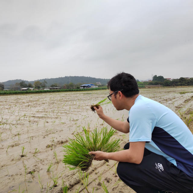 江永强在农场里插秧