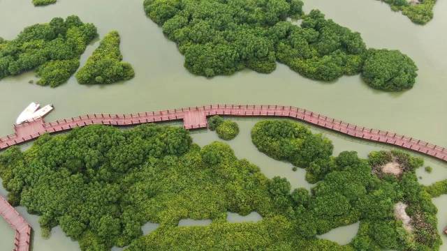 湛江红树林国家级自然保护区东部的麻章区湖光镇金牛岛红树林片区 。