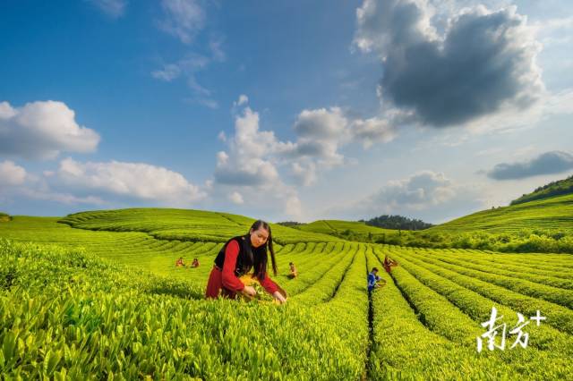 石阡苔茶采摘期長(zhǎng),，每年3月至10月會(huì)進(jìn)行“名優(yōu)茶”和“大宗茶”的輪番采摘