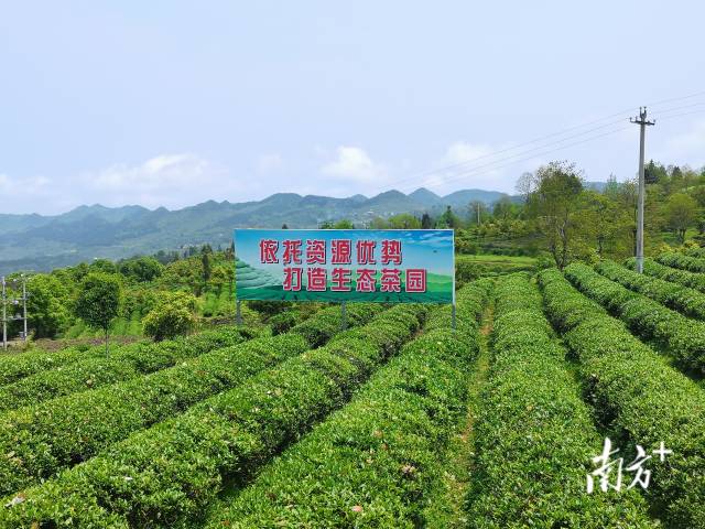 石阡生態(tài)茶園