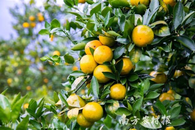 广东贡柑