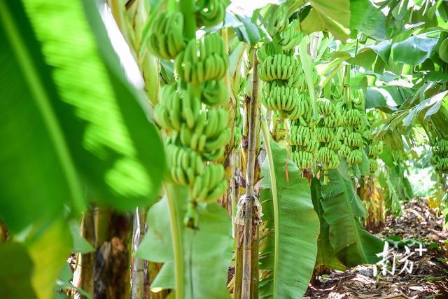 广东香蕉