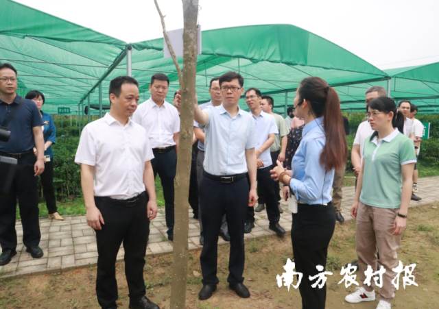 金秀县考察组一行到电白区观珠镇沙垌村考察奇楠培育情况。