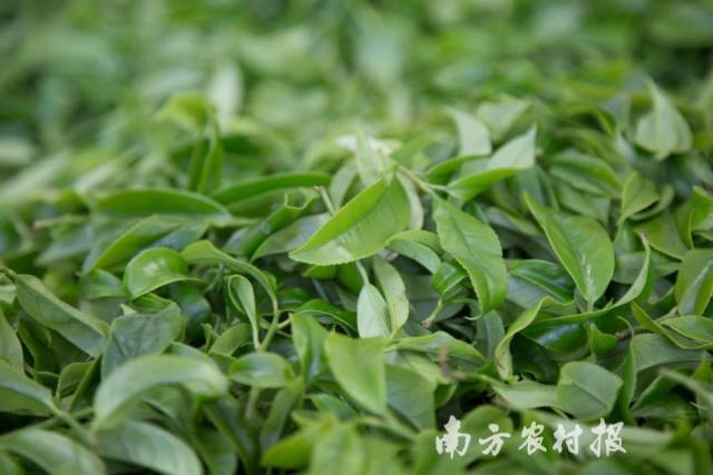 潮州单丛茶