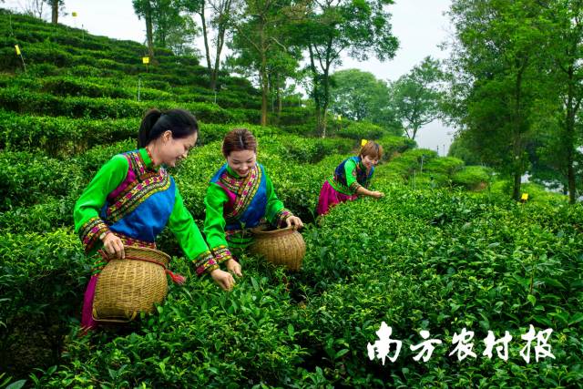 1  南方农村报 杨玲 拍摄