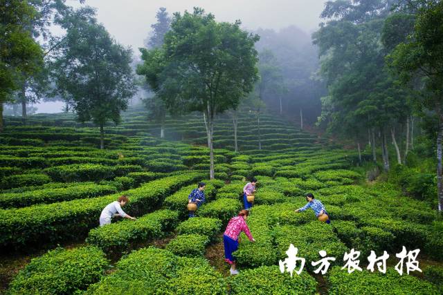 1  南方农村报 杨玲 拍摄