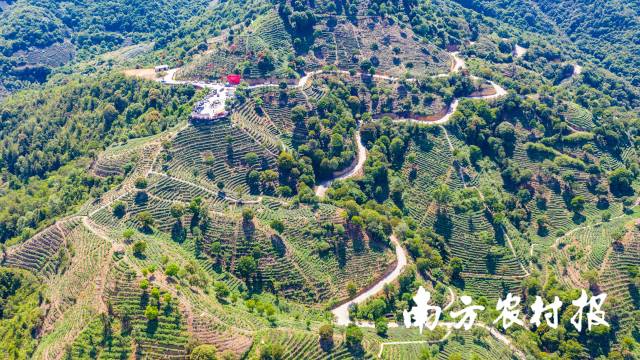 1  南方农村报 杨玲 拍摄