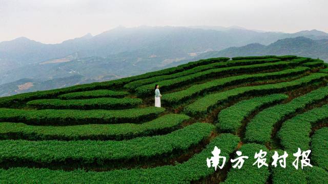 大北山  南方农村报 陈静 拍摄