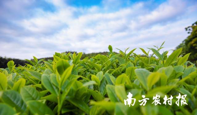 雨后春茶