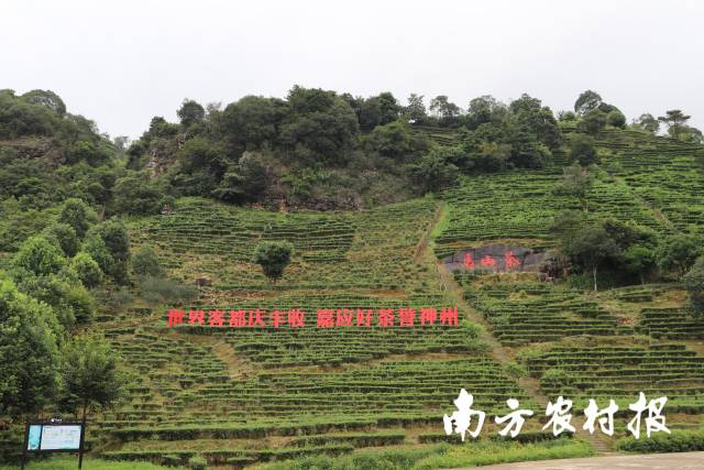 1  南方农村报 杨玲 拍摄