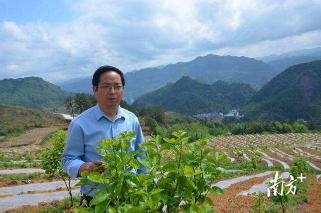 石阡县教育局退休干部李茂益在太秋甜柿下套种辣椒，带动农户增收