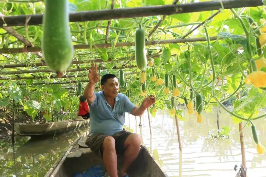 杏坛桑麻村村民在采摘黑毛节瓜。