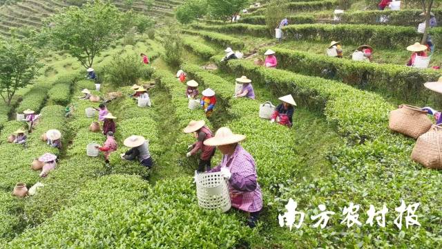 南方農(nóng)村報 楊玲 拍攝