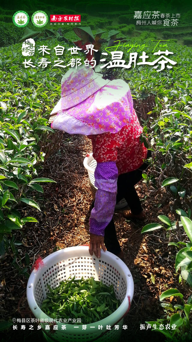 4  南方农村报 杨玲 制图