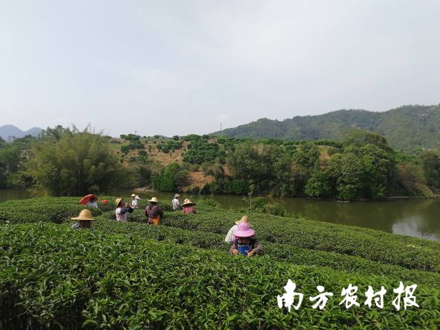 南方農(nóng)村報 楊玲 拍攝