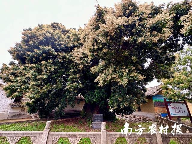 位于欽州市靈山縣新圩鎮(zhèn)鄧家村的靈山千年香荔,，樹齡超1500年。