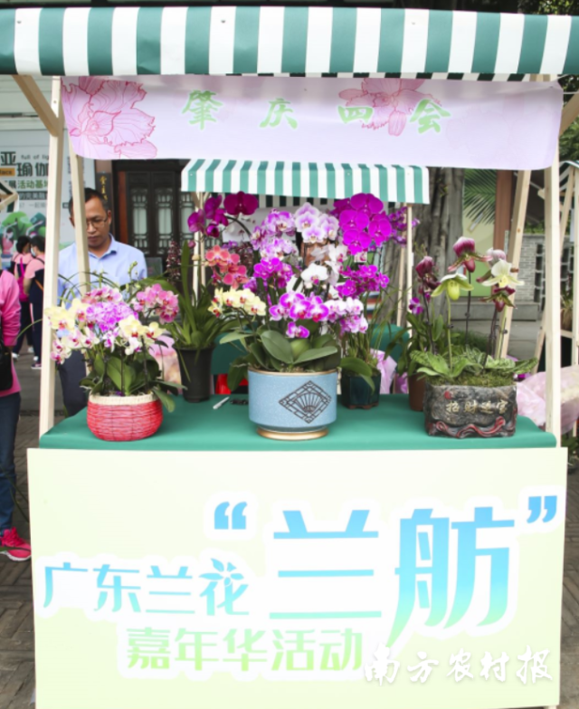四會蘭花亮相廣東蘭花“蘭舫”嘉年華活動。