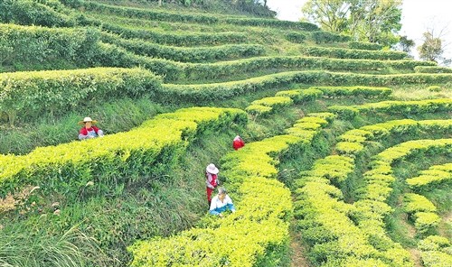 黄蜂窝茶山上采茶忙。 高讯摄