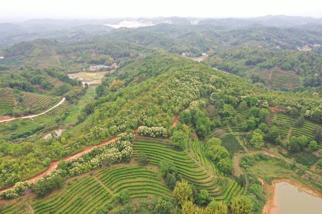 浊水村茶叶种植区。 苏珈莹摄