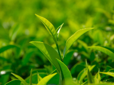 锚定高质量发展，广东茶势头强劲｜2023潮州工夫茶大会系列报道②