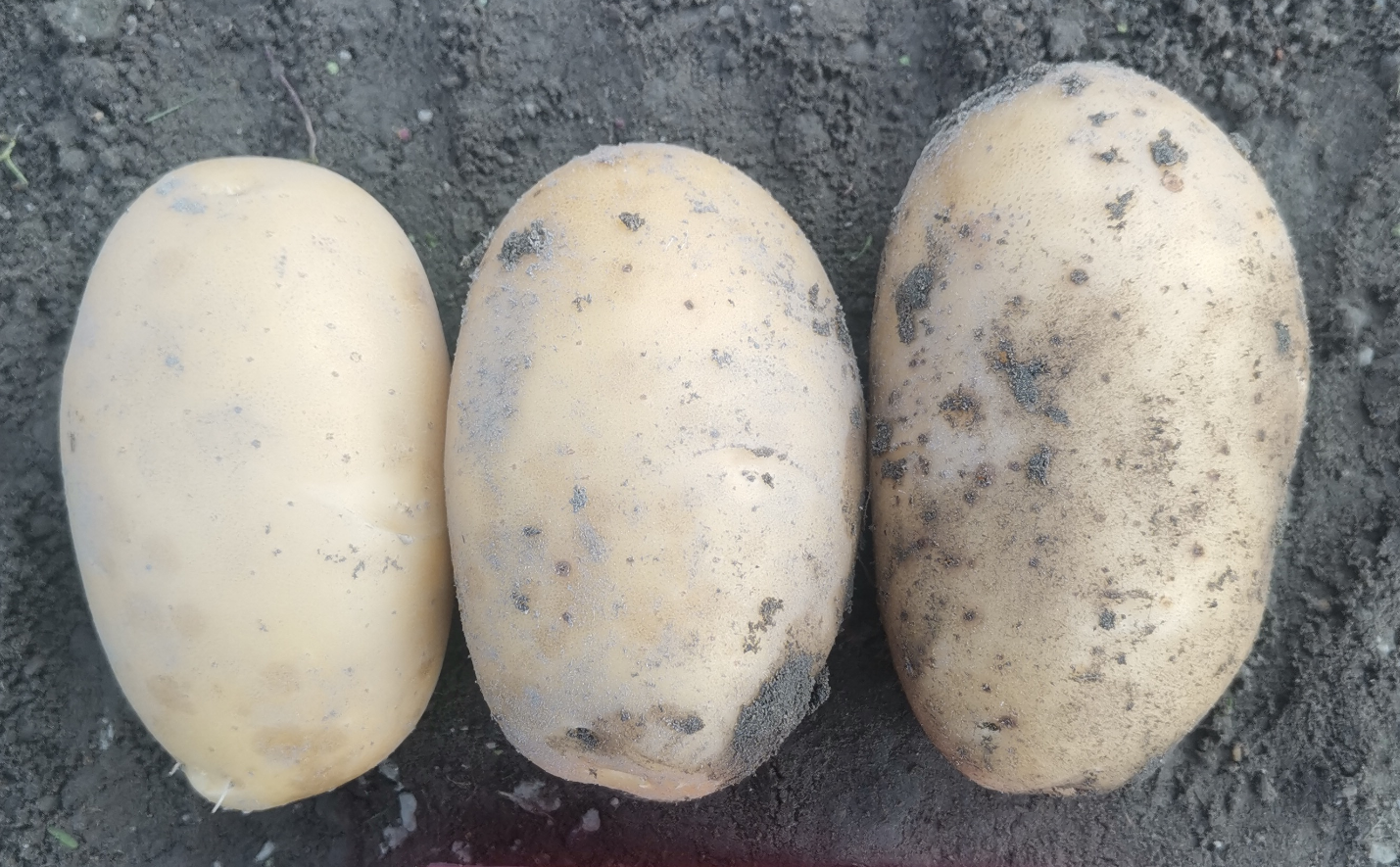 黄皮黄肉马铃薯新品系