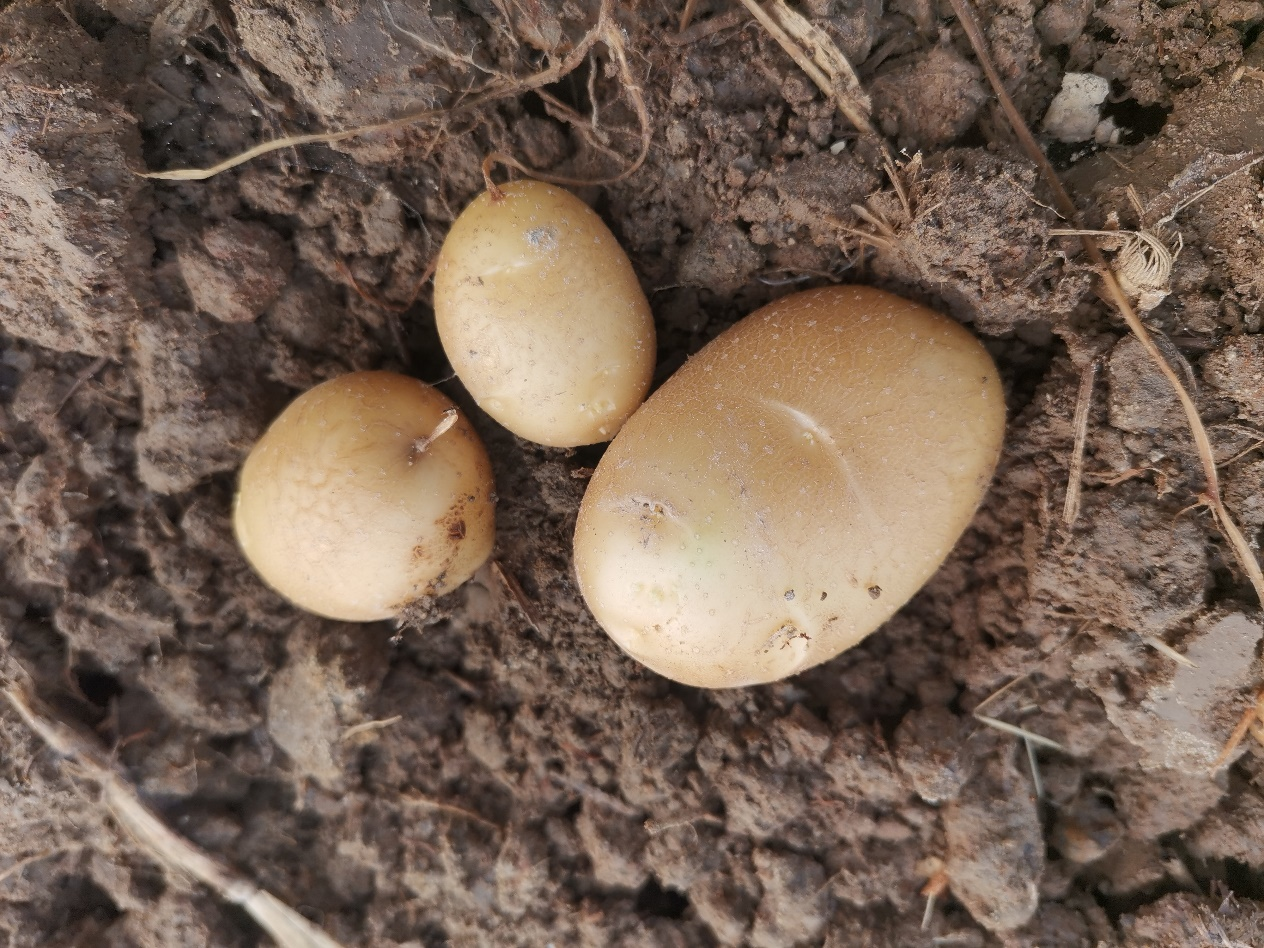 耐盐碱马铃薯品系