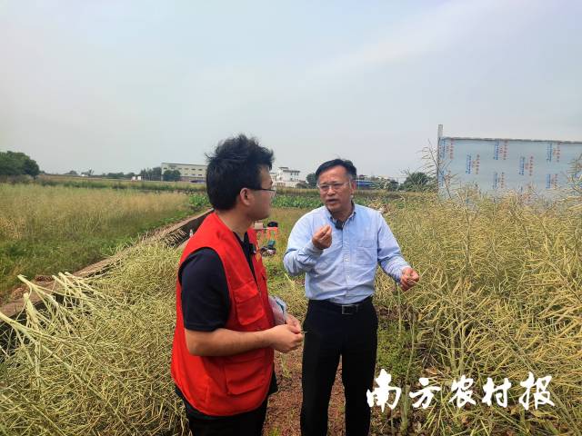 華中農(nóng)業(yè)大學(xué)教授周廣生講解油菜種植技術(shù)