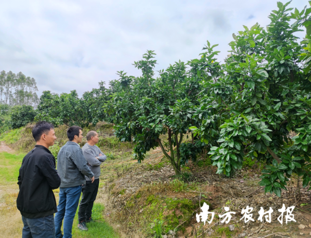 南方农村报 陈志深 拍摄