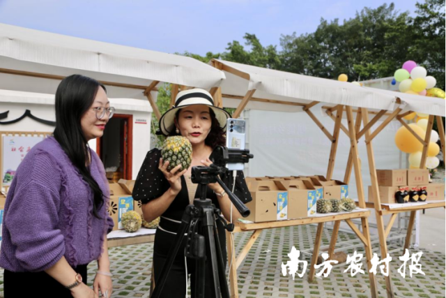首届潮州登塘菠萝文化周活动现场。