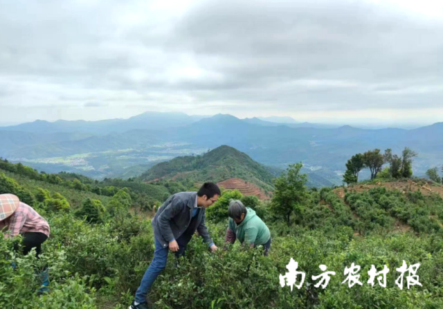 南方农村报 陈志深 拍摄