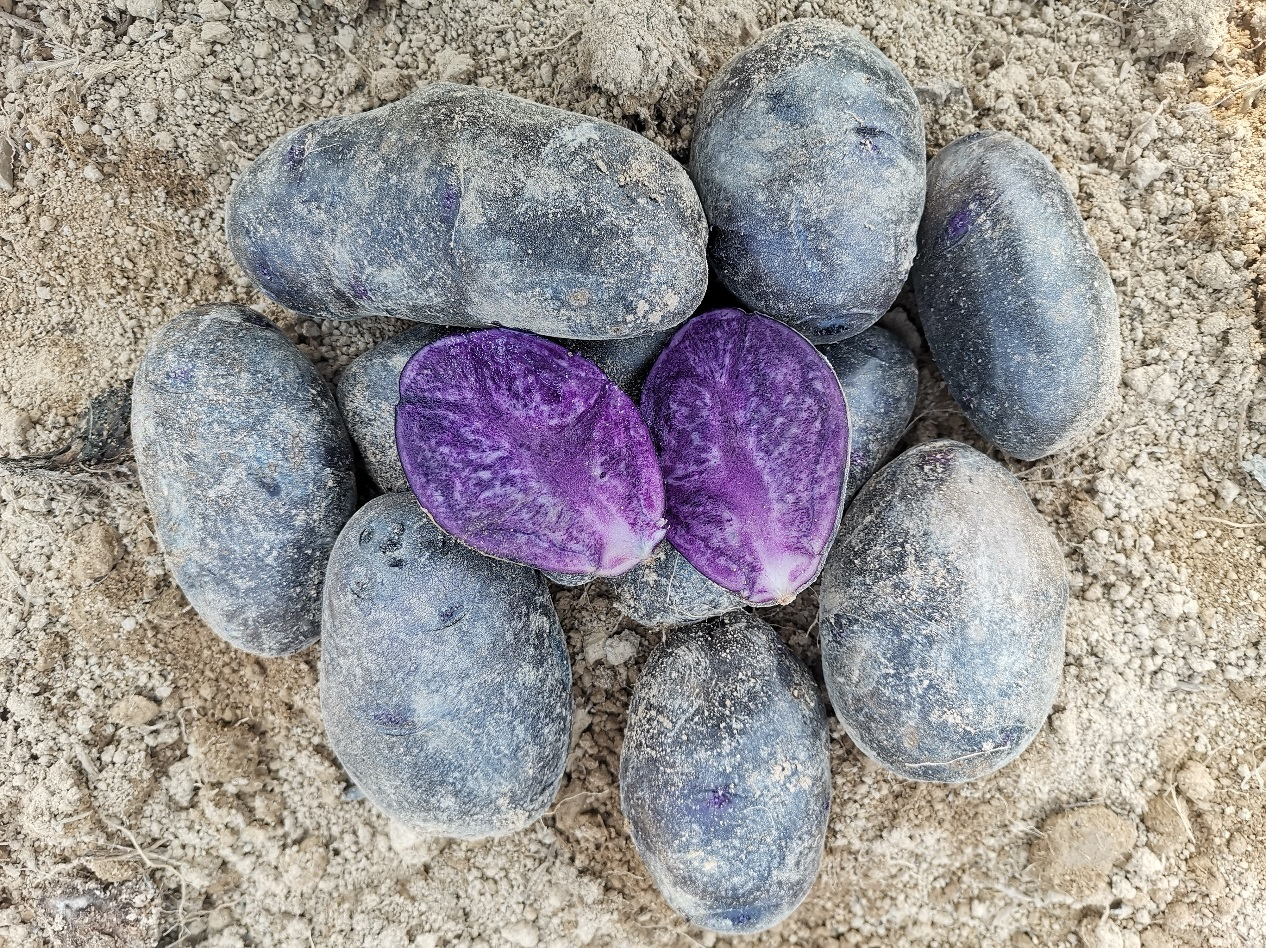 紫皮紫肉马铃薯新品系