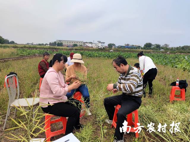 4月,，韶關(guān)南雄已開始采收油菜。