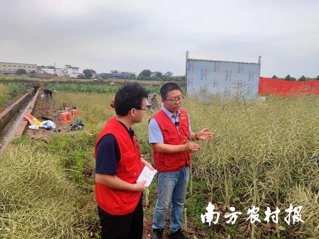 韶關(guān)學(xué)院副教授李海渤介紹油菜品種