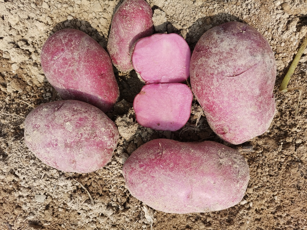 红皮红肉马铃薯新品系