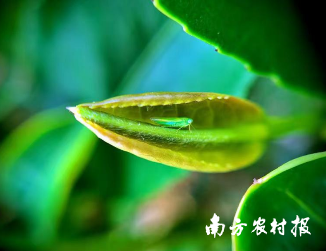 《小綠葉蟬》紫金斗記白溪茶園,。儷菱攝