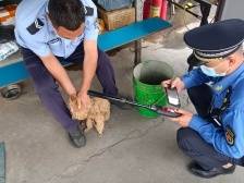 红芯十事·城市安全|收治流浪犬，燕罗在行动