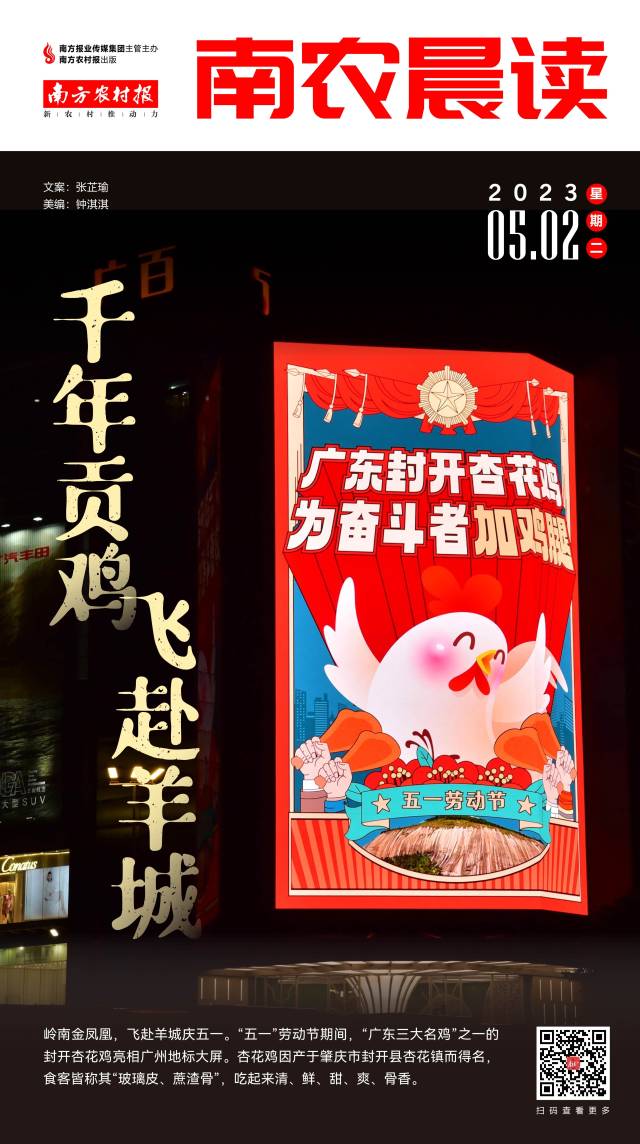 南农晨读丨千年贡鸡飞赴羊城