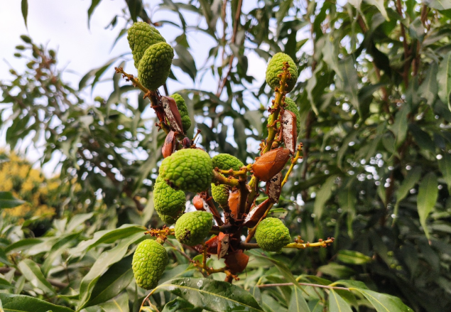 荔枝蝽发生为害