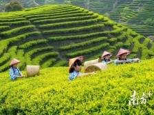 打造茶品牌，广东有实招｜2023潮州工夫茶大会系列报道④