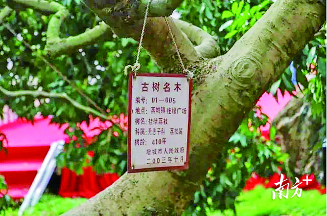 一颗荔枝55.5万元!刻在增城记忆里的西园挂绿为何名贵?_南方+_南方plus