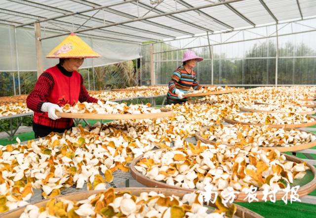 新会柑农在晒制陈皮。