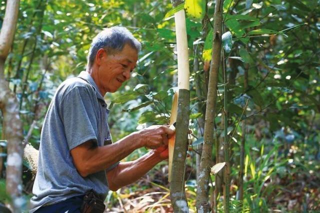 种植户正在采收肉桂皮。