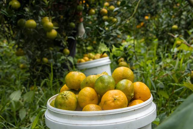 新会柑是制作陈皮的唯一原料。