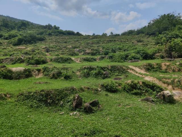 布新村山上的撂荒梯田