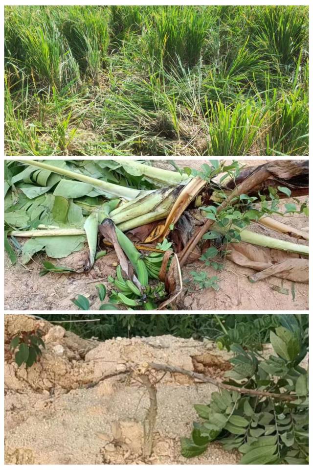 埔南村“野牛”损坏的农作物。