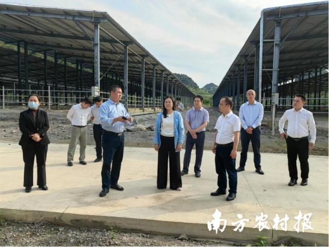 广西壮族自治区乡村振兴局调研组到天等县开展协作帮扶项目调研