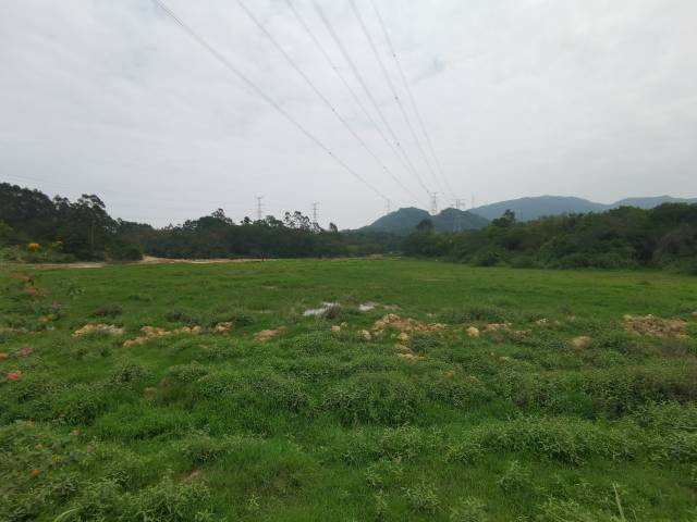 埔南村受“野牛”影响的连片撂荒耕地。