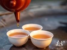 茶香之王、王者之香，当属凤凰单丛｜2023潮州工夫茶大会系列报道⑦