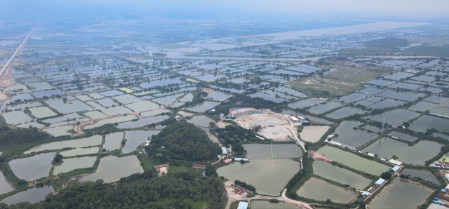 融通農(nóng)業(yè)發(fā)展（廣州）有限責(zé)任公司惠州基地魚塘,。伍健雄 攝