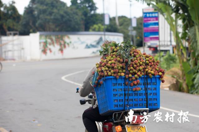 荔枝融入广东寻常百姓的生活。